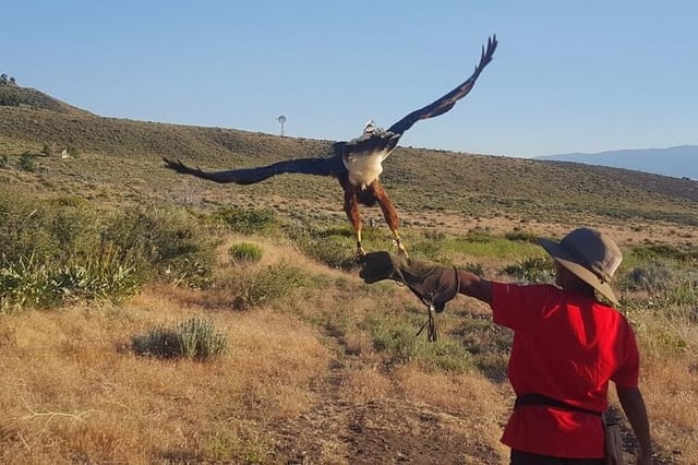 Guest with Harris Hawk in free flight. 